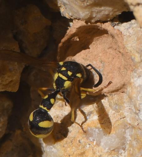 Eumenes sp.